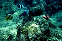 15_barriera-corallina_jpg