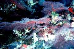 17_barriera-corallina_jpg