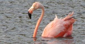 Flamingos in Bonaire - March '08